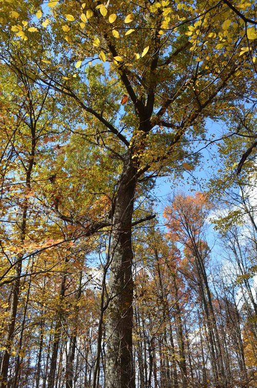 Property photo 28 - 75.3 Acres Offered in 2 Tracts